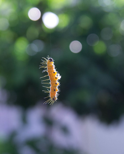 Caterpillar by andruphotography