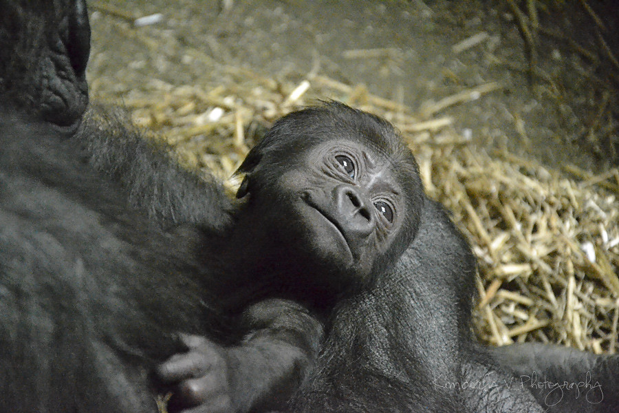 2012-02-27 - Baby gorilla