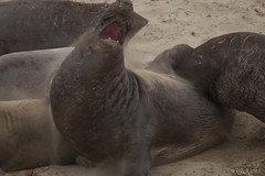 Elephant Seals at Año Nuevo
