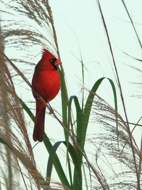 Northern Cardinal 20120306