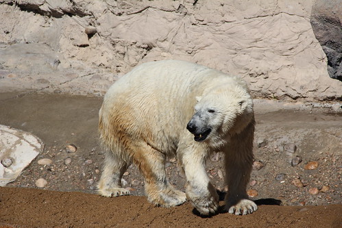 Denver\'s Polar Bears!