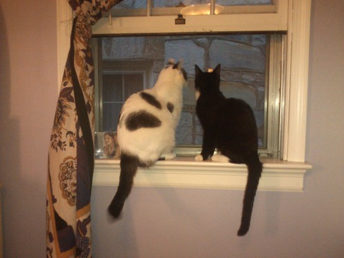 cats in a window