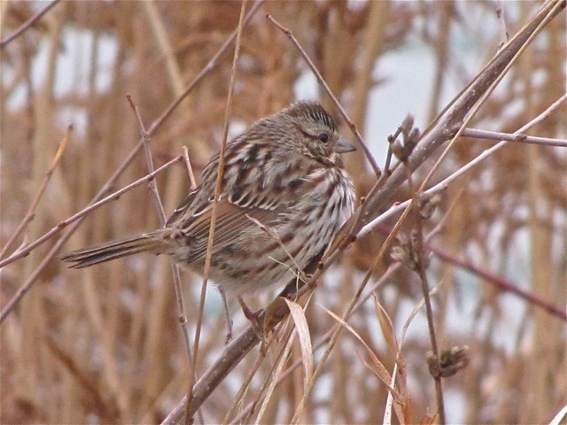 Song Sparrow at Evergreen Lake in McLean County, IL 02