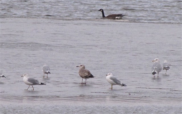 Herring Gull and Ring-billed Gull at Evergreen Lake in McLean County 02
