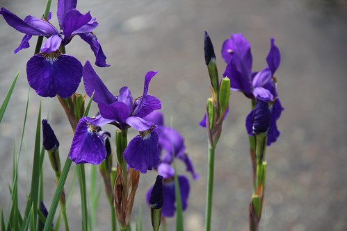 Japanese iris 花菖蒲