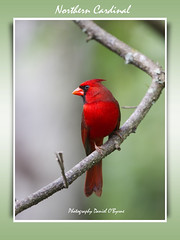 Florida Birds 2012/13/15/16