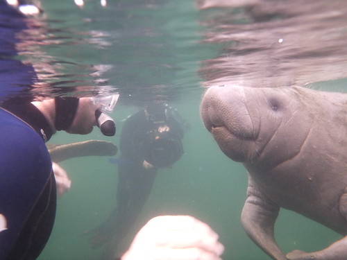 Swimming With Manatees
