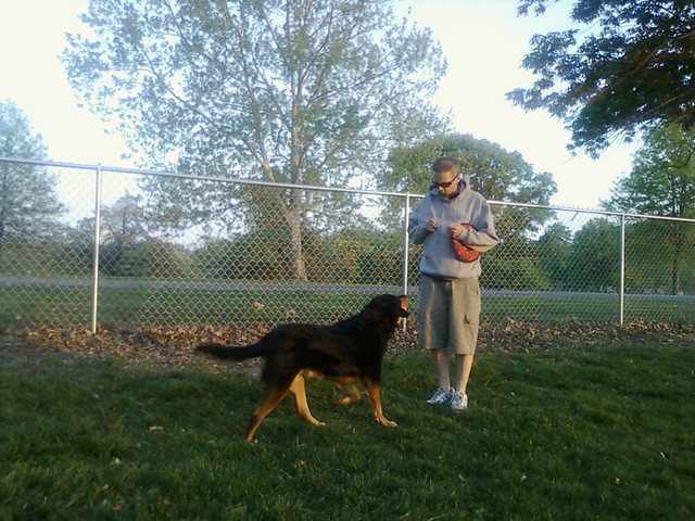 Apollo at the dog park