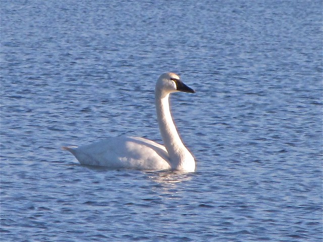 Tundra Swan at Shabonna Lake State Park in Dekalb County, IL 32