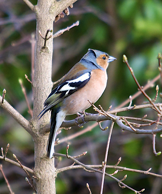 Chaffinch Handheld f/6.3 1/80sec 800 iso Cropped