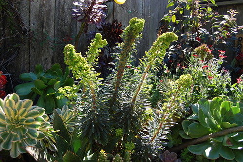 Crested Euphorbia 'Tiny Tim'  by FarOutFlora