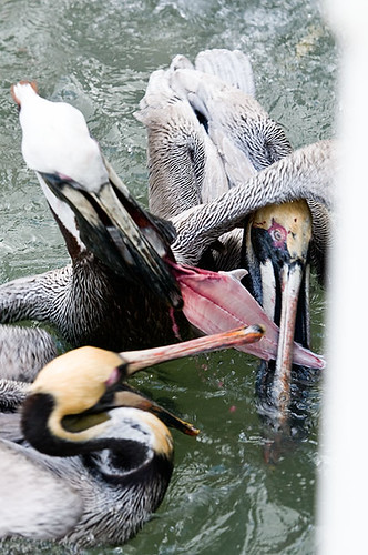wPelican_food_fight