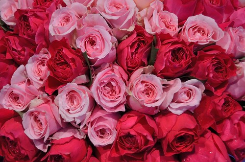 English roses for sale