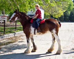 2012 Iowa Horse Fair