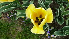 A Tulip--Ready for its Closeup
