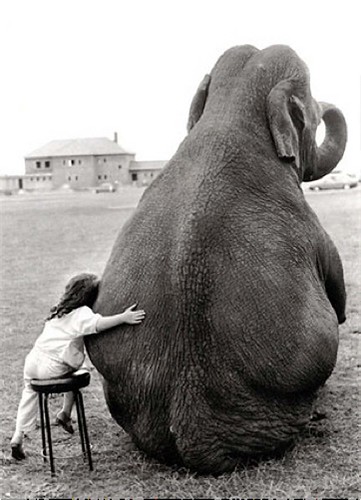 girl and elephant photo