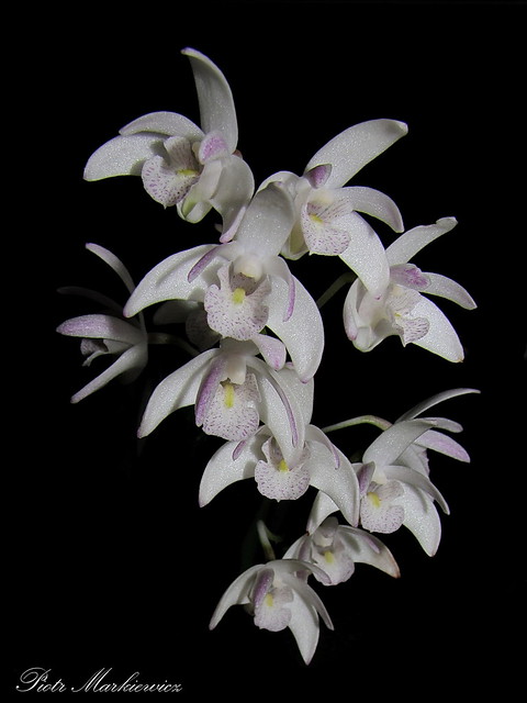 Dendrobium × delicatum