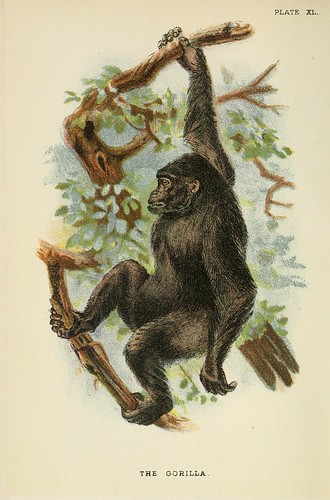 022-El gorila-A hand-book  to the primates-Volume 2-1896- Henry Ogg Forbes