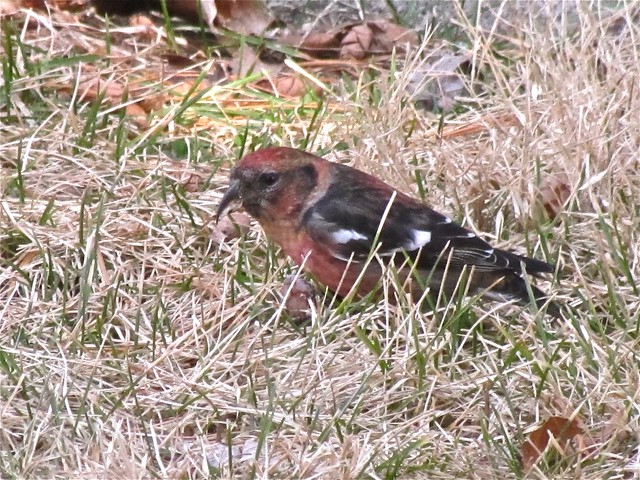White-winged Crossbill at Greenwood Cemetery in Winnebago County, IL 25