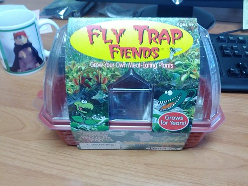 Venus Fly Trap Plant