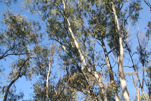 Eucalyptus and Sky