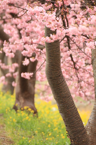 みなみの桜と菜の花まつり 2012 Cherry & Rape Blossom Festa
