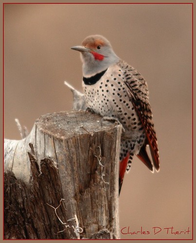Northern Flicker - Red Shafted Male