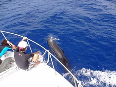 ハワイ島コビレゴンドウクジラ