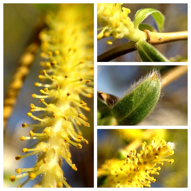 Weeping Willow Details #olloclip #macro #iphone4s #yellow #spring #collage