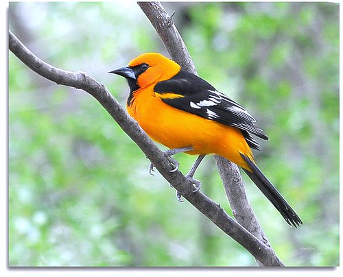 Altamira Oriole by DMoutray - Denny Moutray Photography
