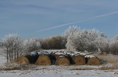 Hoar frost in Manitoba