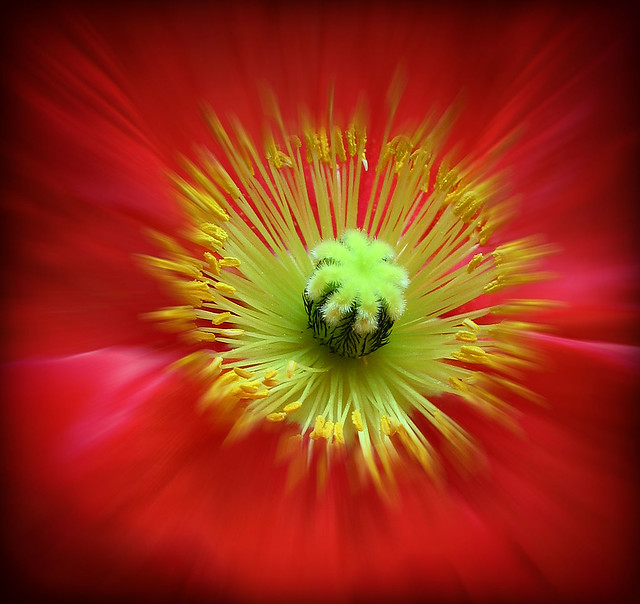 red poppy blur