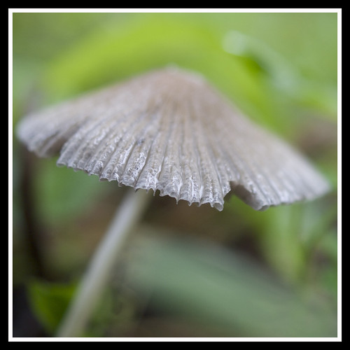 Small mushroom by Nor Salman