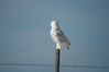 Snowy Owl - IMG9788