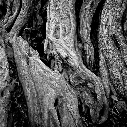 Roots by photomyhobby