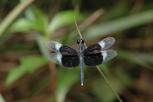 稀有的雙截蜻蜓在731號埤塘有全台最大的族群。（林務局提供、林青峰攝影）