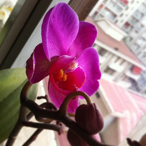 Another one is blooming:) Un'altra sta fiorendo :)