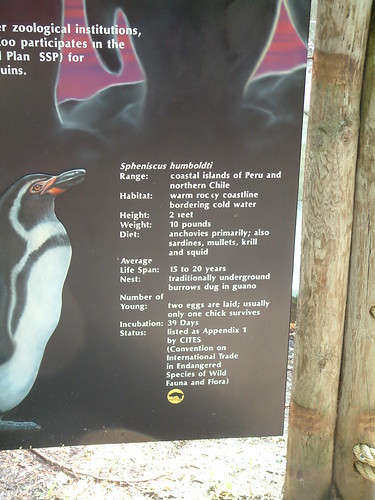 Humboldt Penguin. by Sunshine Gorilla