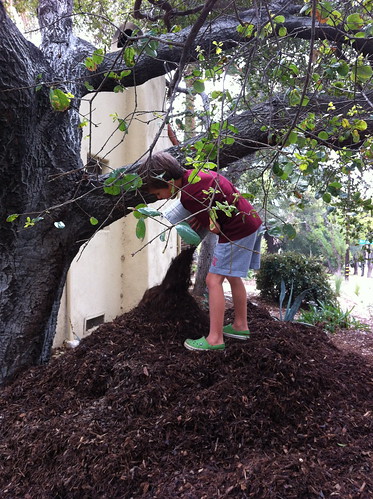 Building the mulch mountain