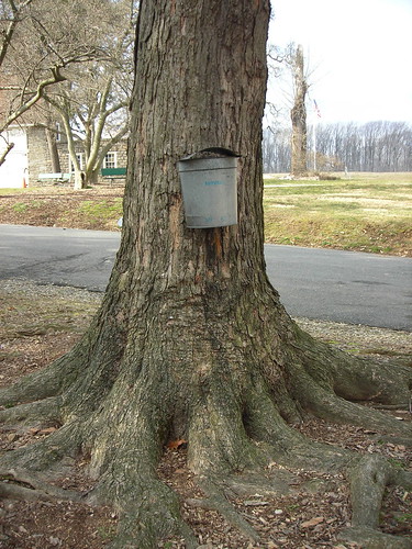 Maple Sugaring - Sap collection