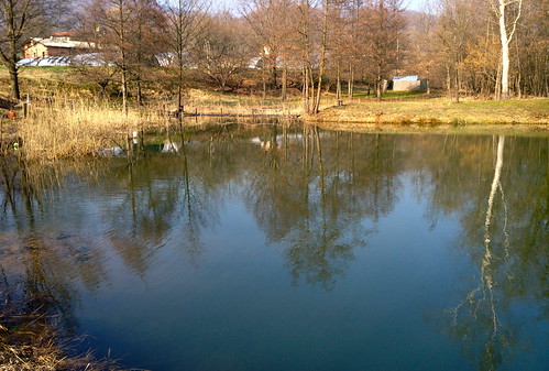 springtime pond