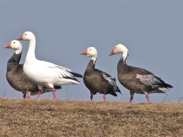 Snow Goose at El Paso Sewage Treatment Center in Woodford County, IL 17
