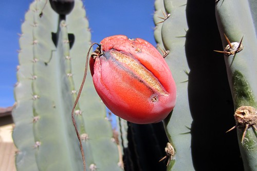 Cactus Fruit by Jeff3629