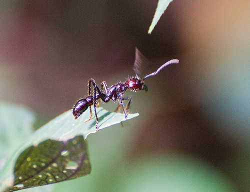 Conga (Bullet) Ant