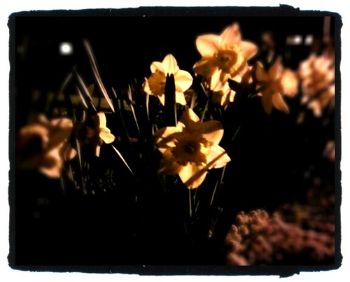 Daffodils at Night by Jodi K.