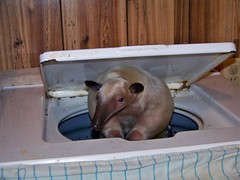 Pua in her washer