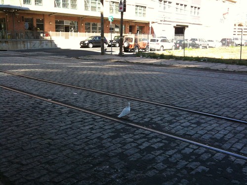 White pigeon, Jersey City