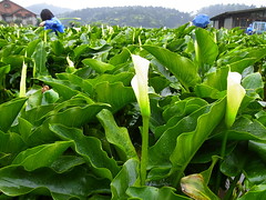 2012 春 竹子湖採海芋