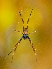 Fauna: Spiders (8 legs)
