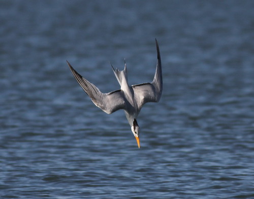 Focus, steady, steady.........      (Feeding Royal Tern)